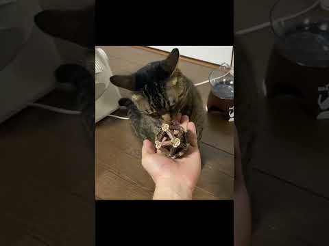 またたびのボールを近づけた結果...
