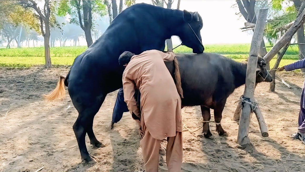Murah Buffalo mating process village life | Animal breeding | Animal mating Natural breeding