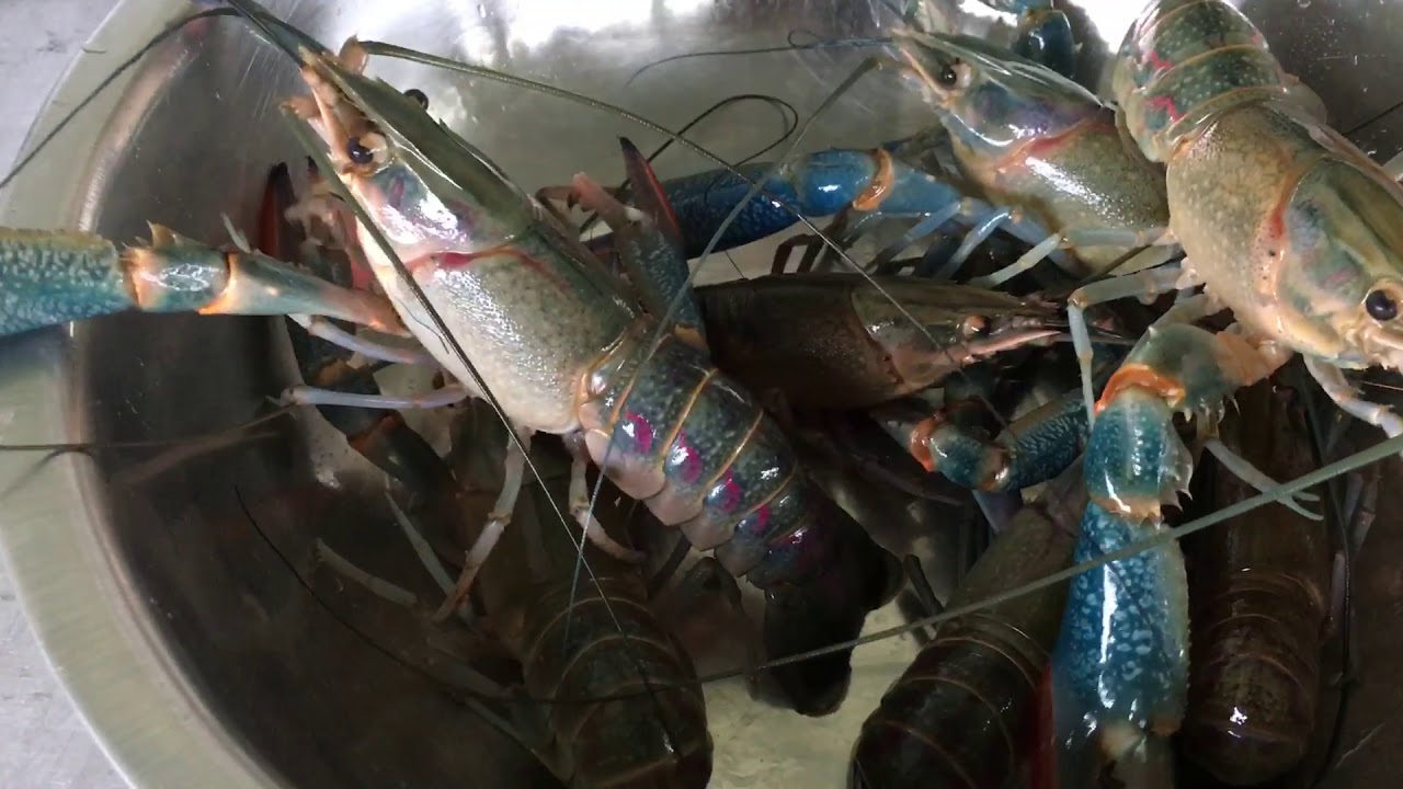 Lobster air tawar 