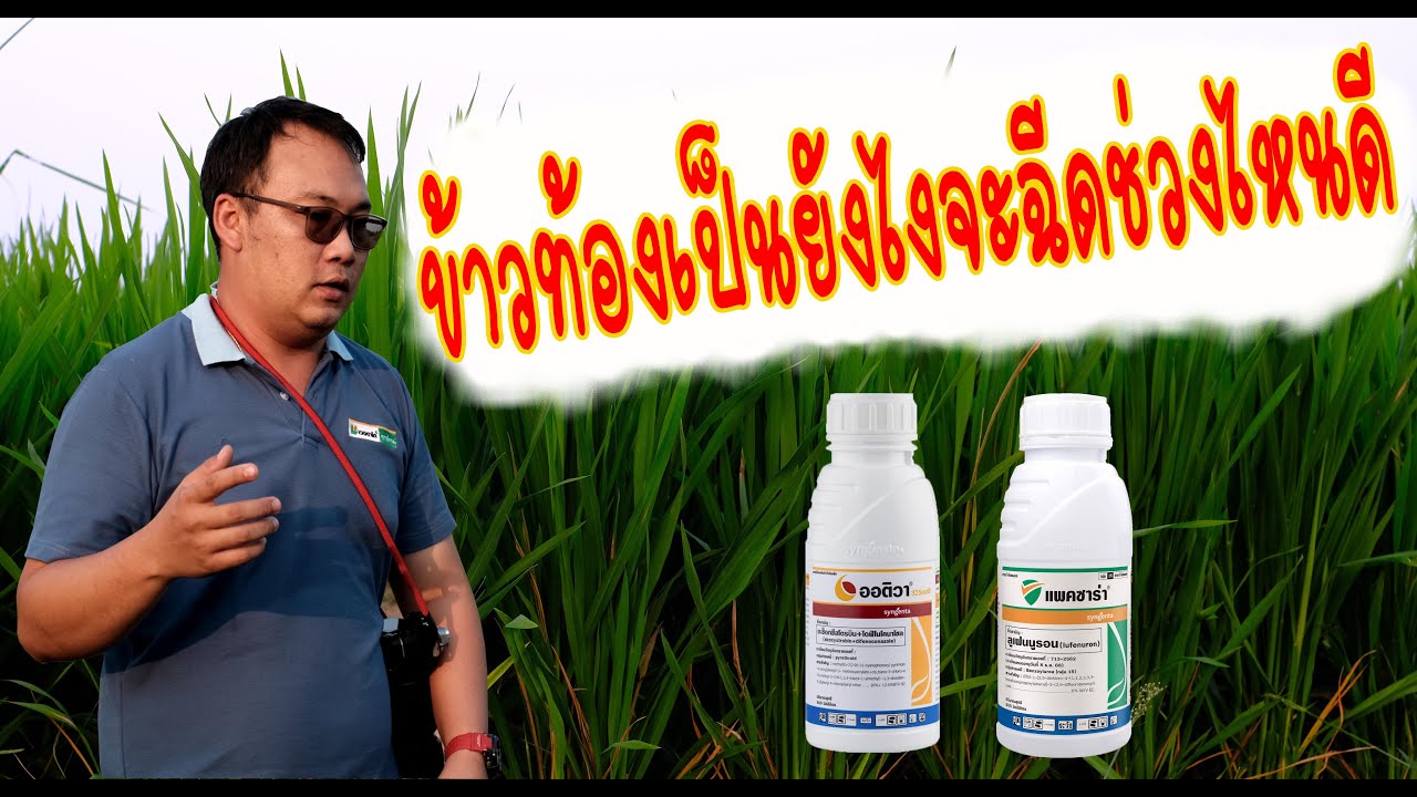 ช่วงการฉีดออติวา #พิจิตร