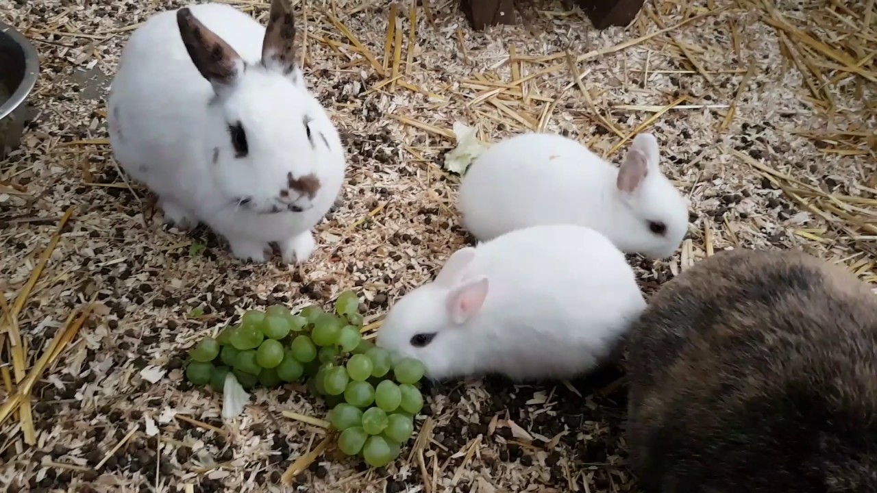Meine Kaninchen und ihre Haltung 66 [Babys] YouTube