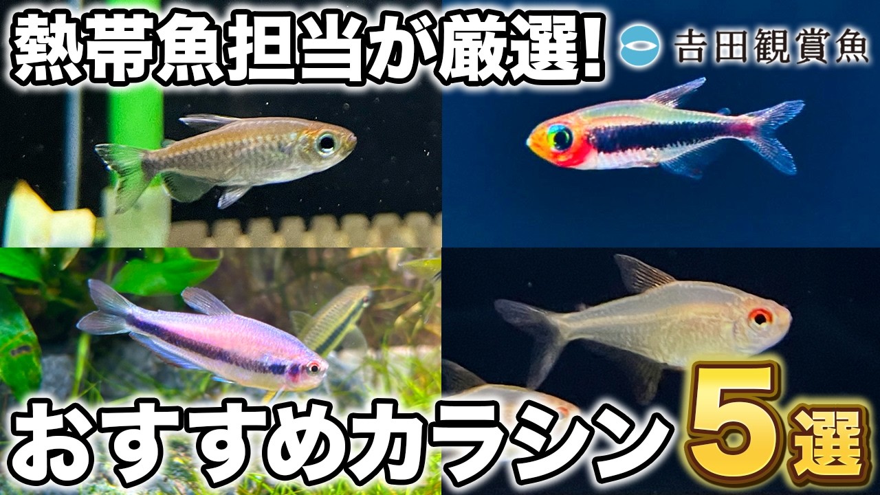 熱帯魚色々 Tropical fish] Introducing 5 professionally selected 