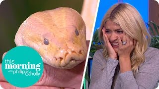 Holly Is Left in Tears as a Huge Snake Wraps Around Her Leg! | This Morning