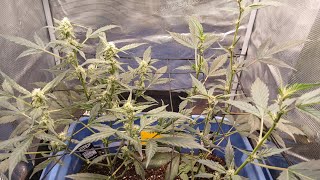 Wedding Cheesecake and Mystery Auto FastBuds Genetics *update*