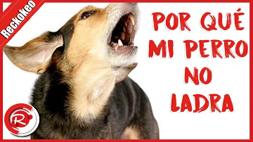 ¿Qué perro no sabe ladrar?