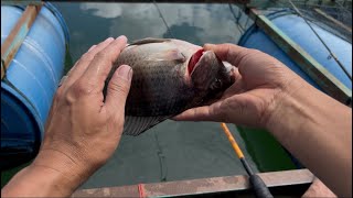 Pesta strike NILA babon danau MANINJAU