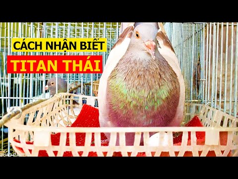Video Làm thể nào để biết chim bồ câu TITAN THÁI siêu thịt... - youtube