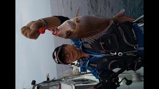 ✅  マダイや根魚の魚影が濃い、兵庫・豊岡の津居山沖でタイラバゲームを楽しもうと先日、「豊裕丸」（日刊銀鱗倶楽部加盟店）で出た。開始早々から中層でマダイの反応があり… - 日刊スポーツ新聞社のニュース