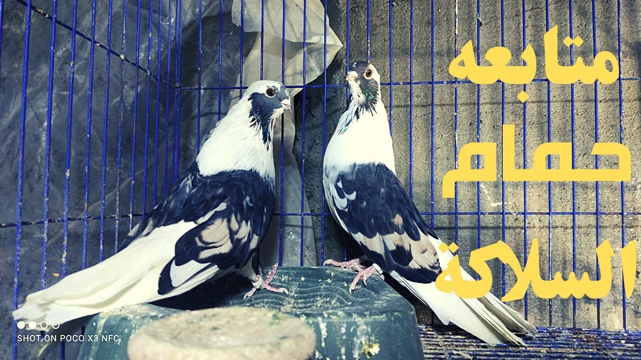 متابعه الحمام في السلاكه و كلام في تربيه الحمام للمبتدئين