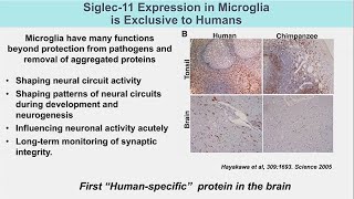 Sind Viren Exosome?