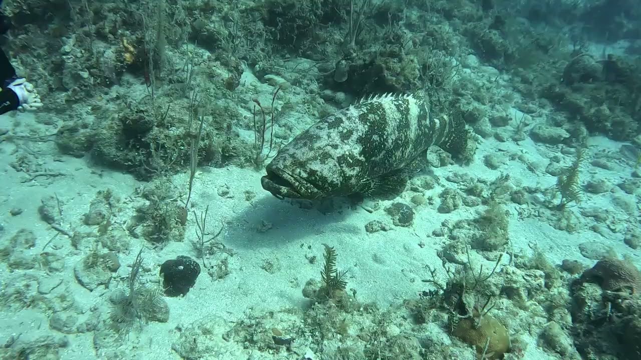 Marie and Lola in  Cuba