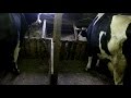 Как и чем кормить корову