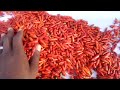 MBINU ZA KUKAUSHA PILIPILI KICHAA KWA NINI ZINAHITAJIKA SANA DUNIANI NA FAHAMU MASOKO YAKE 