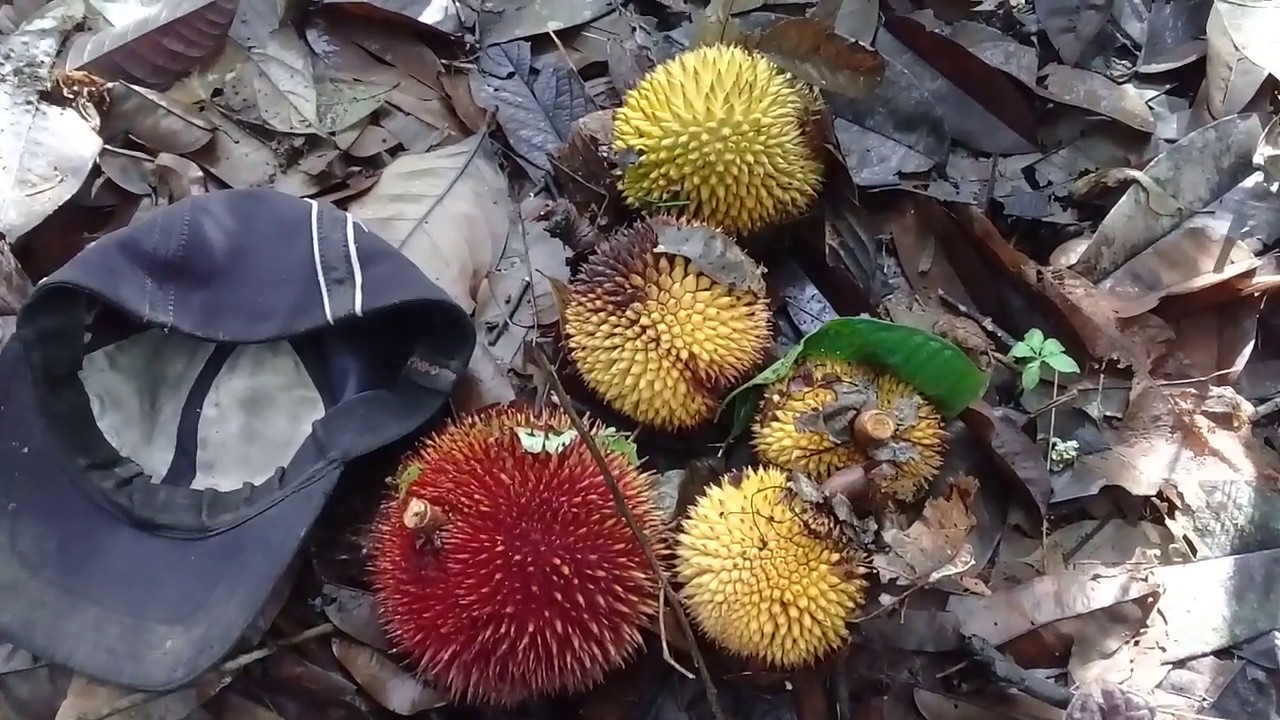 Yuk ikut saya cari Durian  merah durian hutan  khas 