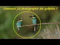 Photo animalière : comment photographier des guêpiers (tuto)