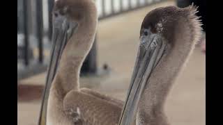 Module 2  Bird Clip Exercise