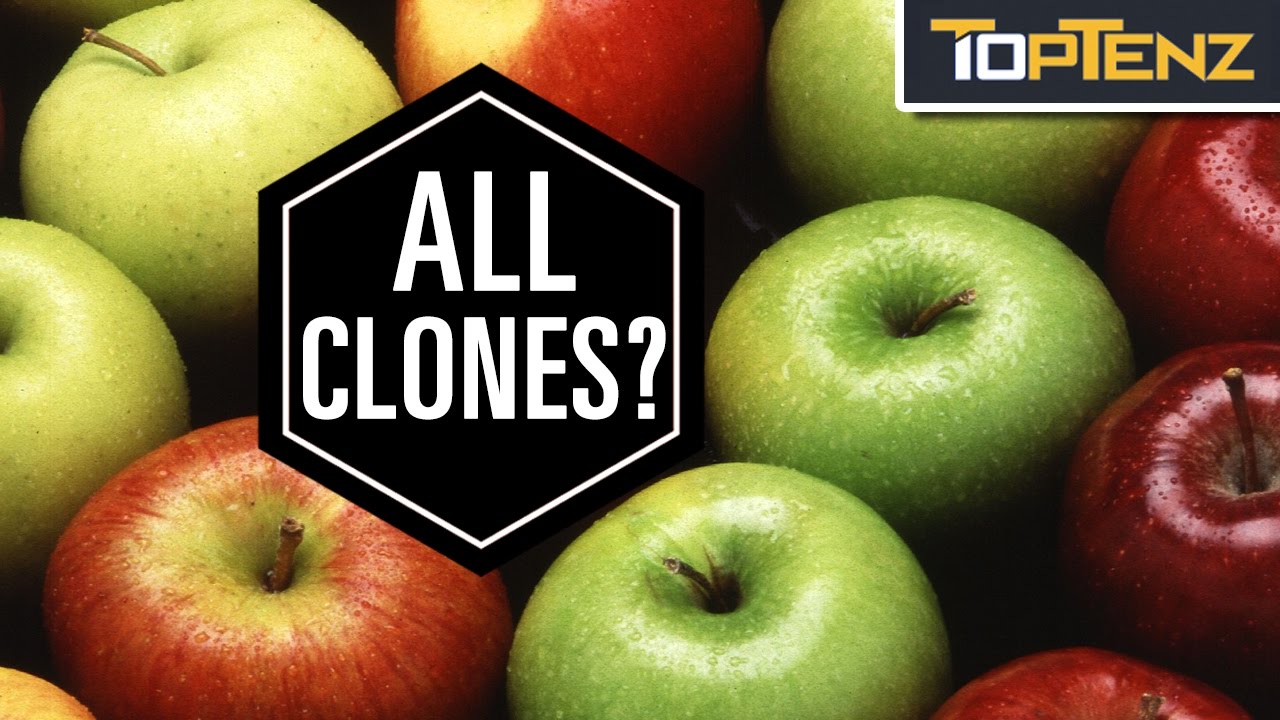 Top 10 DELICIOUS Facts About APPLES