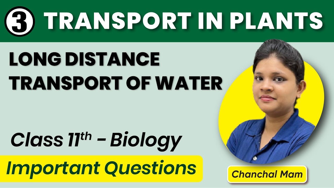Lec 3 - Transport in Plants | Long Distance Transport of Water | Class 11 | NEET| Kelvin