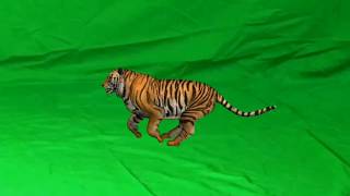 Tiger Roar Green Screen Hd Vfx Video Just Copyright Download No Green Board Tiger Video