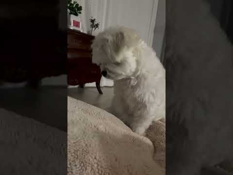 나 몰래 먹지마! Give me that! #강아지 #dog #shorts