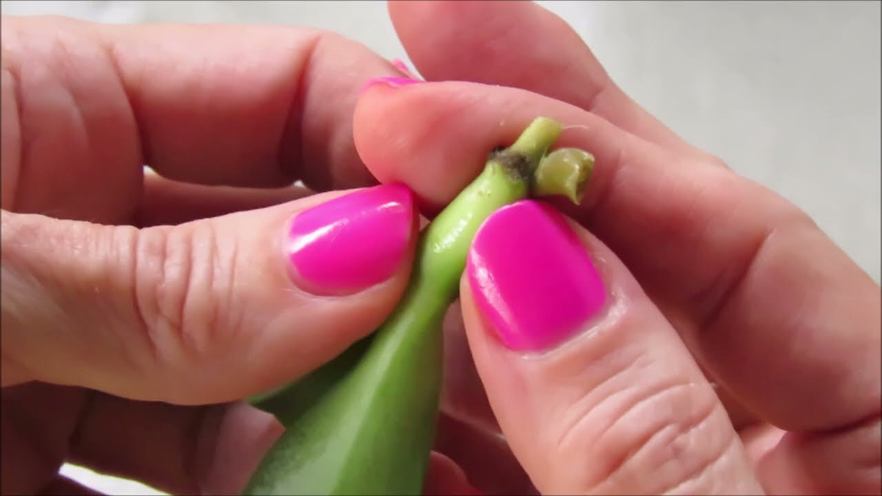 Como puedo ayudar a un keiki deshidratado y sin raices rescate extremo con inyectadora #380