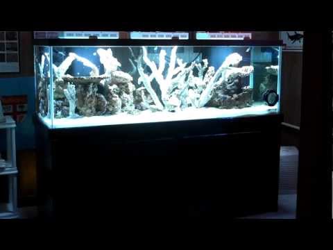 Incredible 180+ Gallon Reef Aquarium Project