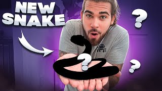 Unboxing 21 Venomous Snakes + New Rattlesnake