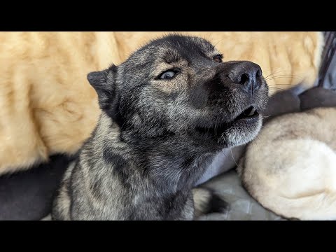 Video: Zašto jedini sin Anne Herman nikada ne sluša pjesme koje izvodi njegova majka