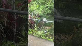 Backyard Birds in Monteverde Costa Rica #nature #birds #costarica
Backyard Birds in Monteverde Costa Rica #nature #birds #costarica Backyard Birds in Monteverde Costa Rica #nature #birds #costarica