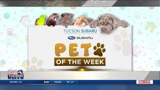 Tucson Subaru, KVOA, and the Humane Society Unite to Showcase Adoptable Animals