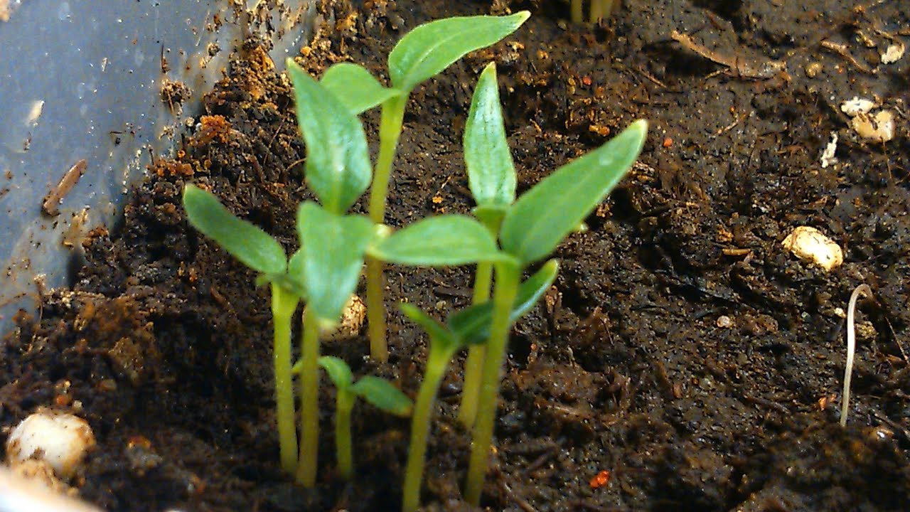 Wzrost papryczek chili. Chili peppers time lapse. YouTube