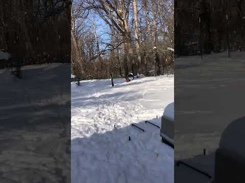 DoePee the Bloodhound & Nicolas the Stafford shire pit mix #viral #cold #weather 1/28/2026