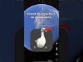 I found Dancing Duck on google map #trending #shorts