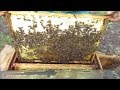 Весенняя ревизия пчелосемей (первые сезонные работы).