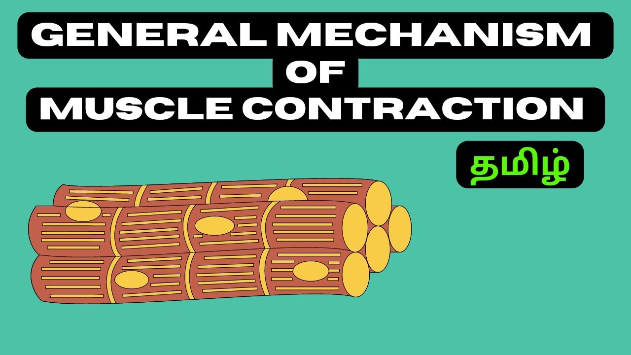 General mechanism of muscle contraction | Tamil - YouTube