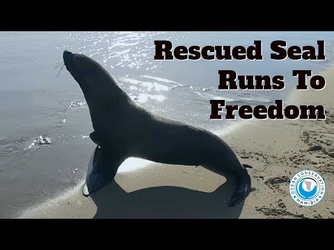 Rescued Seal Runs To Freedom