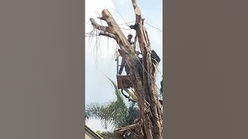 the dangers of cutting down dead trees #shortvideo #treecutting #chainsaw