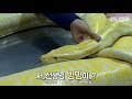 Snake rushed to the ER for two hours.. And the diagnosis?