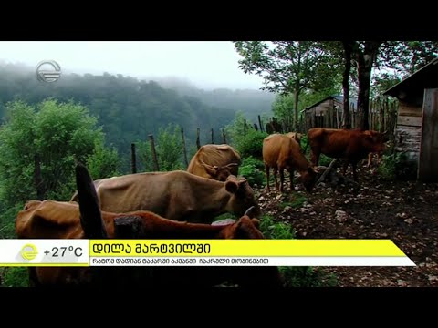 იმედის დილა მარტვილში