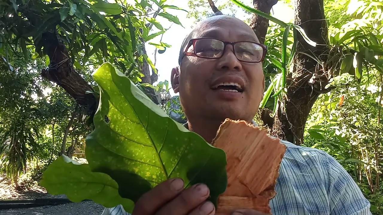 BANGKAL MABISANG PAMPAREGLA