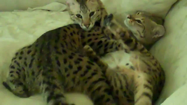 Watch the video about F1 Savannah Cats playing