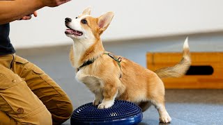 A world where dogs also do pilates (with Welsh Corgi with tail)