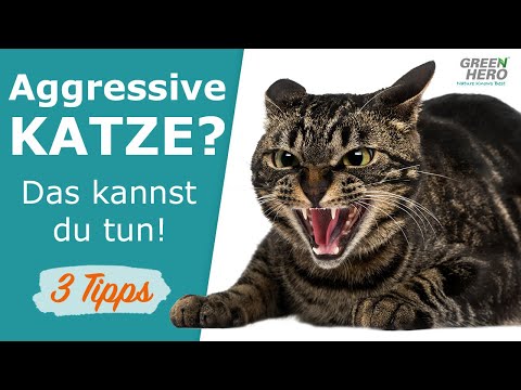 Video: Wie man sich um eine Katze mit Katzenleukämie kümmert (mit Bildern)