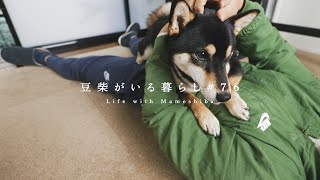 30代独身男が愛犬と過ごすリアルなGW【豆柴暮らし】