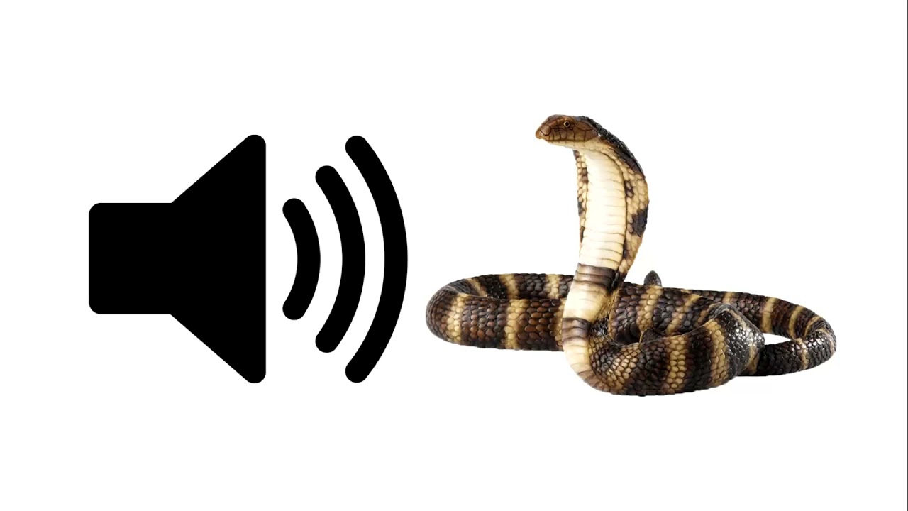 Змейка звуки