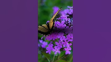 الصوت الجميل || #تلاوة_خاشعة #اكتب_شي_تؤجر_عليه #اكسبلور #قران_كريم