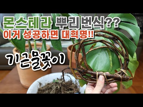 몬스테라 신박한 4가지 번식법!! 뿌리 물꽂이, 잎 물꽂이, 묵은줄기 삽목 / Monstera roots propagation!!