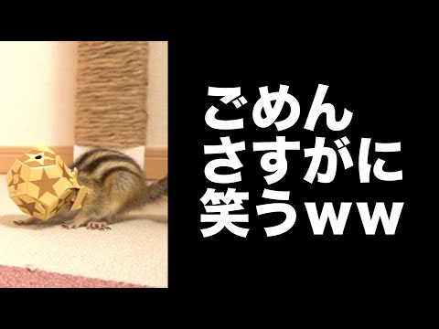 シマリス2匹におもちゃをあげた結果ｗｗ