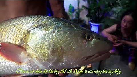 Ngư dân Nghệ An câu được Cá Sủ Vàng đặc biệt quý hiếm