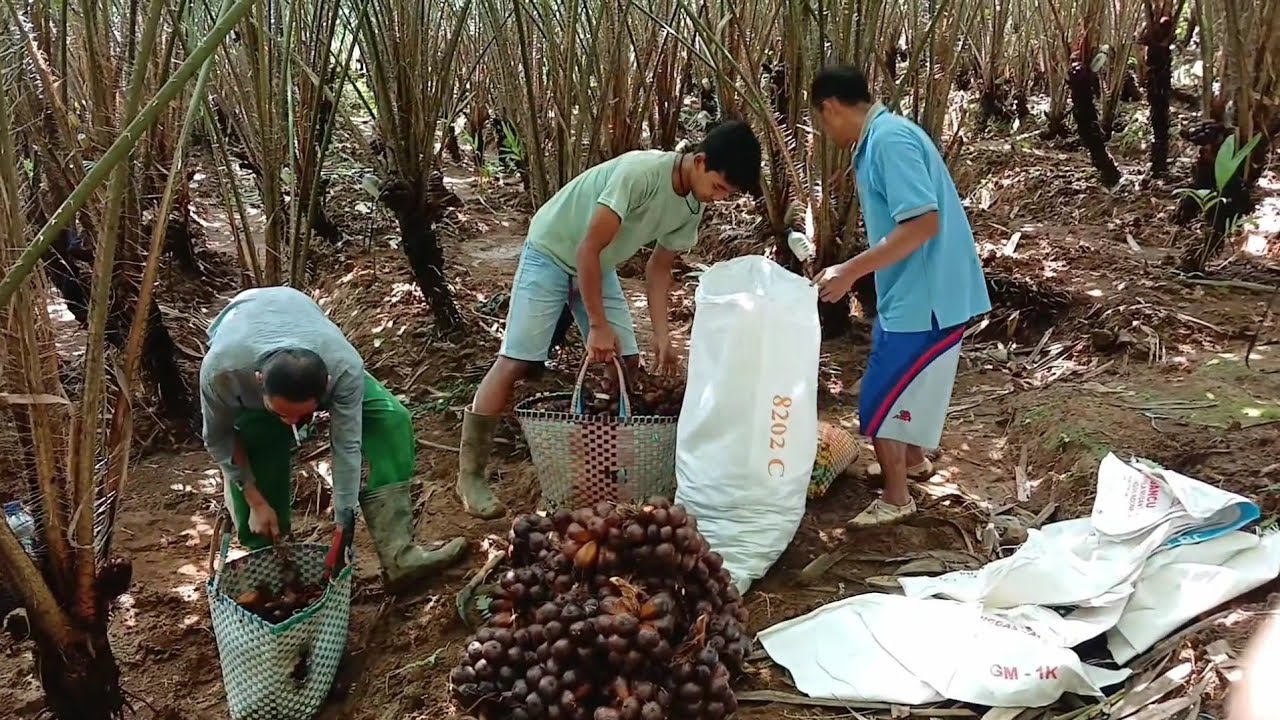 HARGA LAGI NAIK LANGSUNG PANEN LAGI DI LADANG  SALAK JURAGAN HENDRO🔥🙈